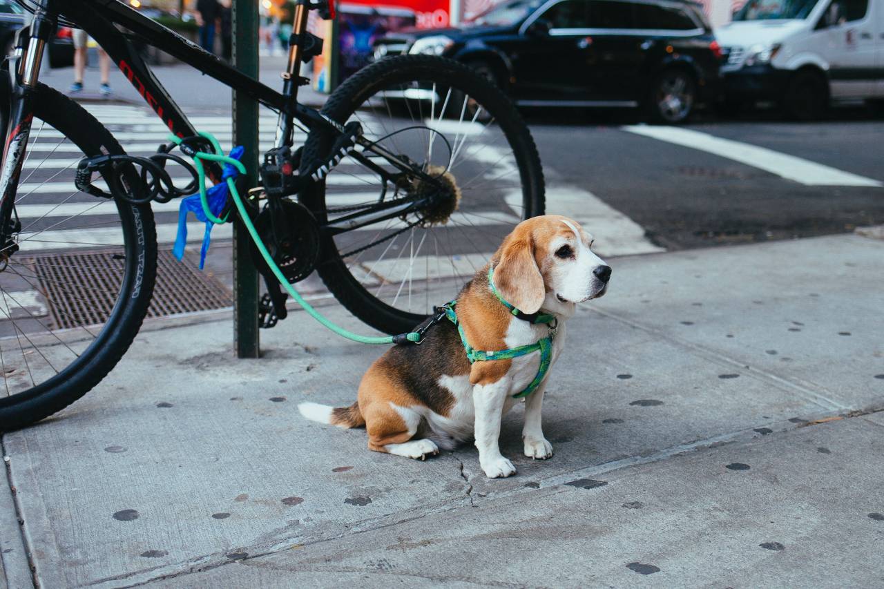 dog, puppy, animal, cute, leash, pet, street, bike, bicycle, pedestrian, city
, 