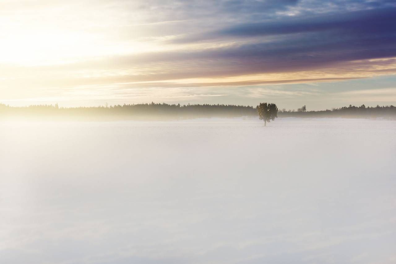 campo, planta, árvore, névoa, branco, céu, nuvens, desfoque,