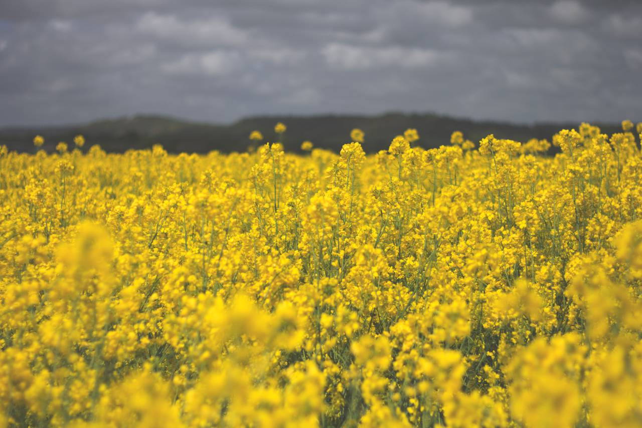 campo, amarillo, flores, primavera, verano, naturaleza,