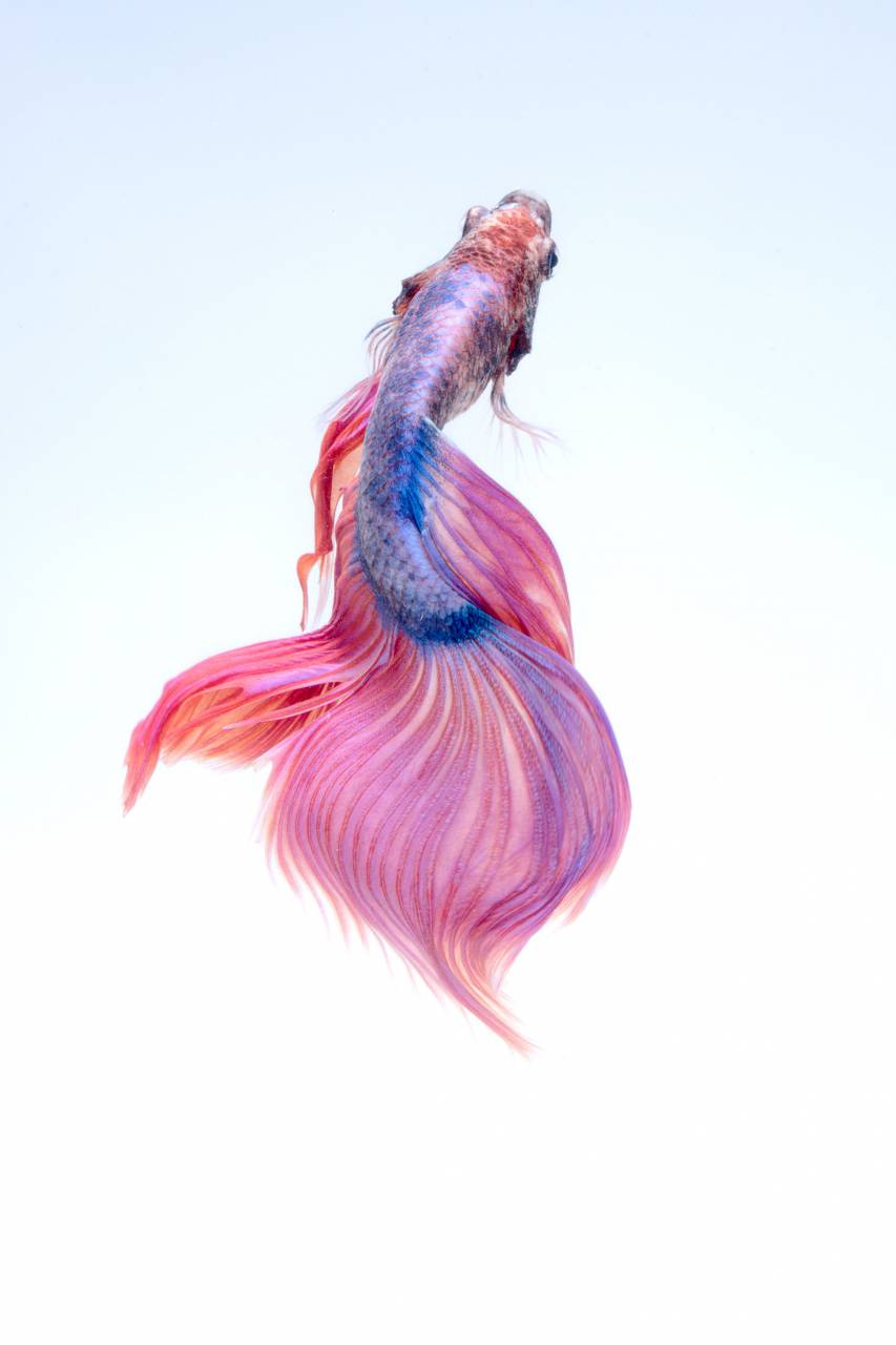 peces, submarino, rojo, betta, acuario, colorido,