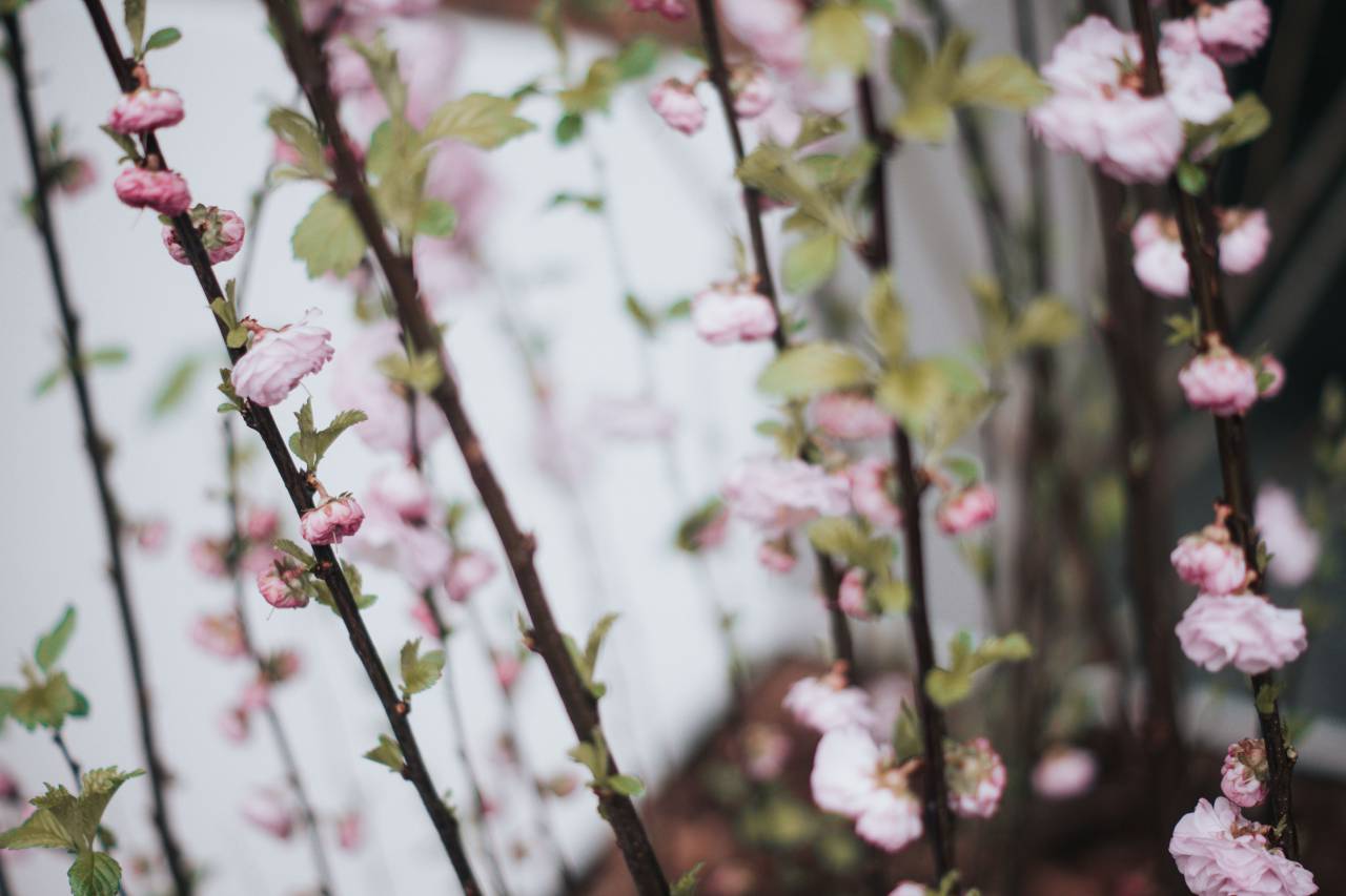 flower, bloom, petal, nature, plant, blur, garden
, 
