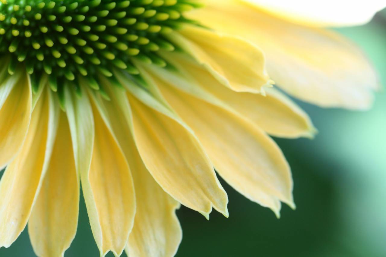 flower, petals, macro, close up, nature, natural, organic, garden, fresh, bloom, blossom, botany, bokeh, plant, wallpaper, yellow, green
, 