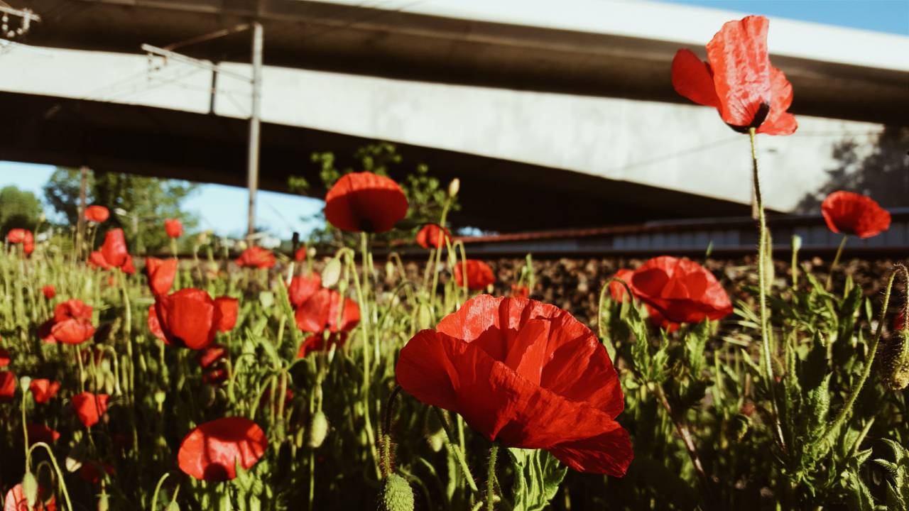 Flor roja, pétalo, flor, jardín, planta, naturaleza, otoño, otoño, rosa,
