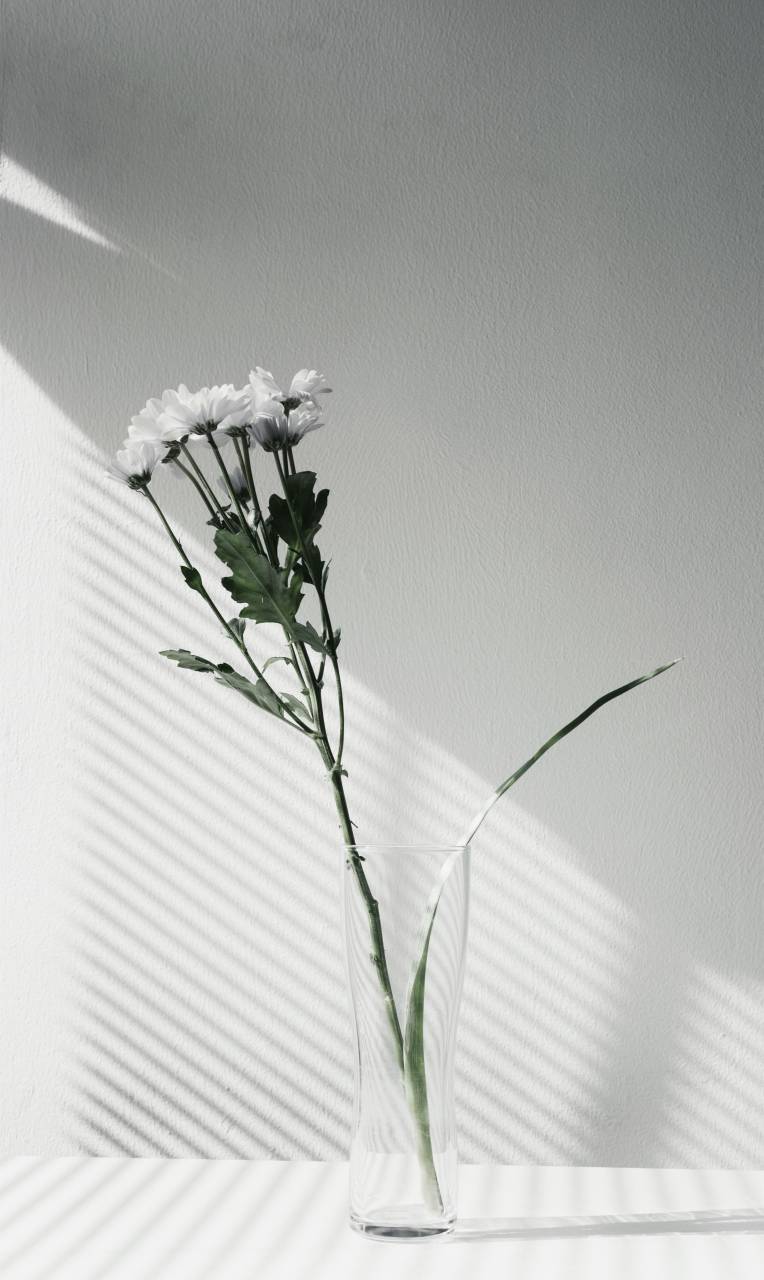 flor, florero, exhibición, blanco y negro,