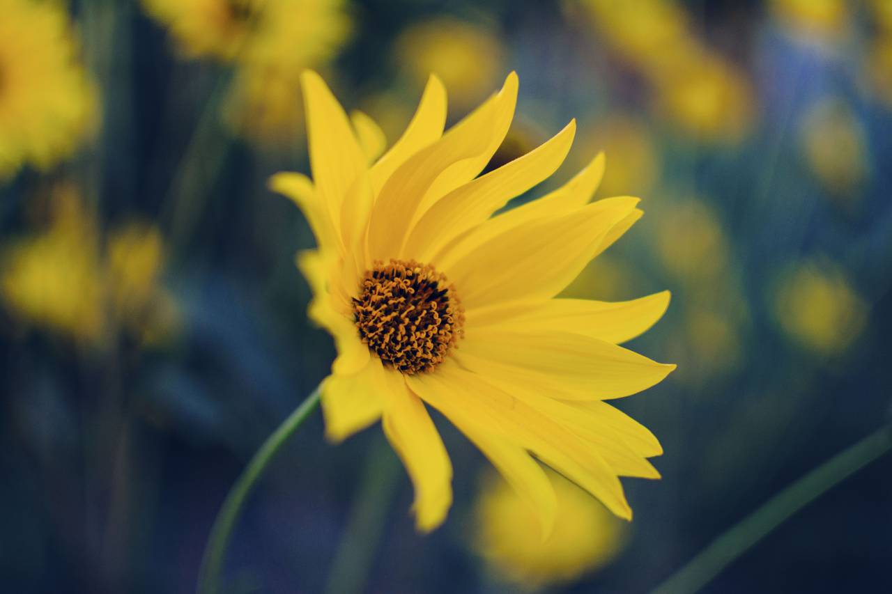 flower, yellow, petal, bloom, garden, plant, nature, autumn, fall, sunflower, green, leaves
, 