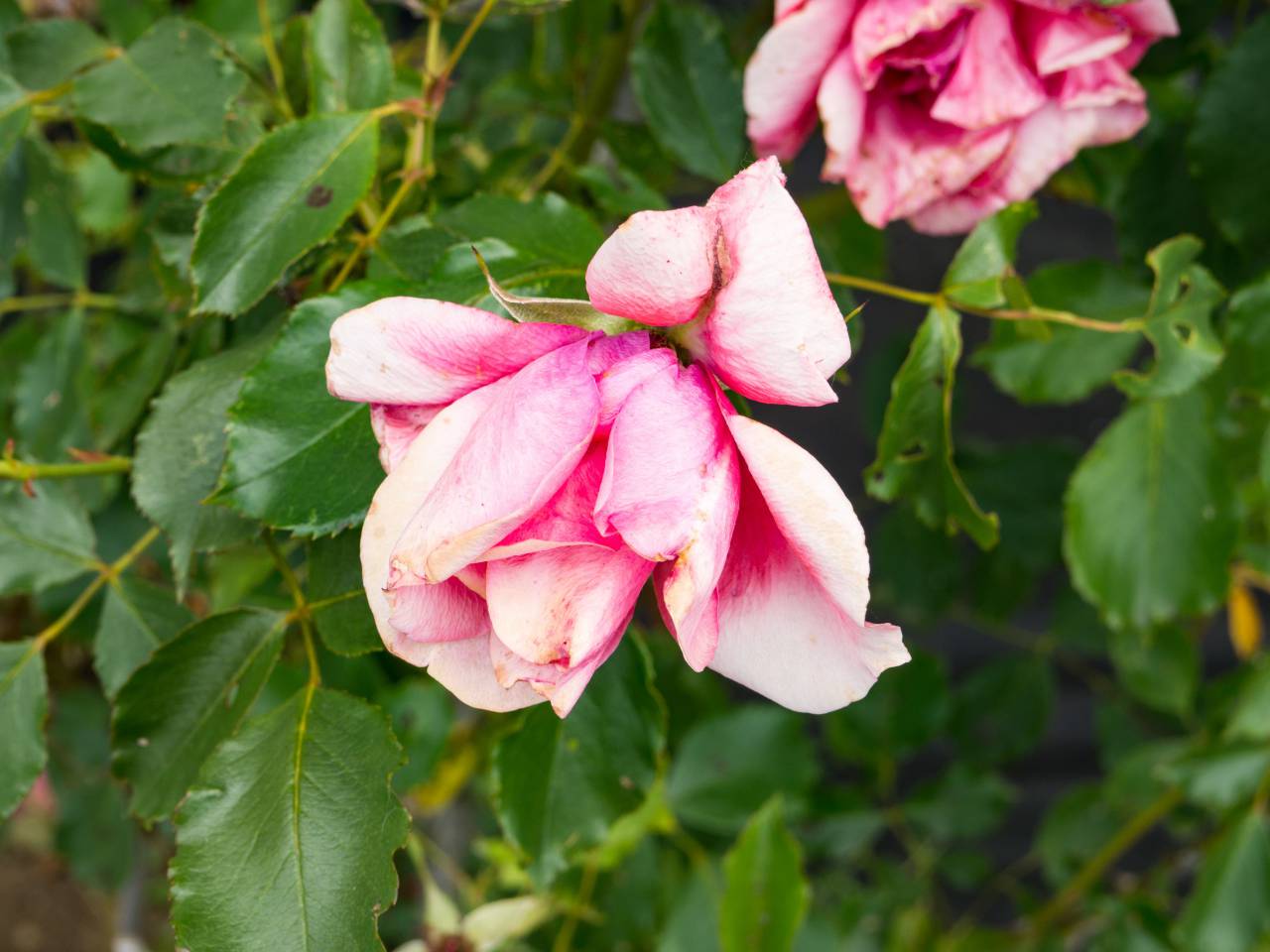 flowers, nature, blossoms, stems, stalks, leaves, pink, petals, macro, outdoor, garden, still, bokeh
, 