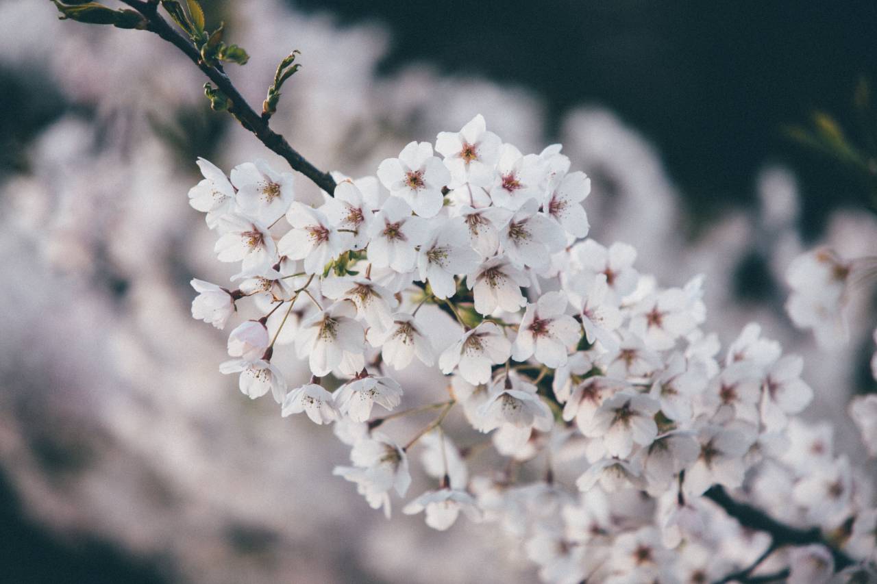 Flores, naturaleza, cerezo, flores, ramas, blanco, pétalos, bokeh, al aire libre,