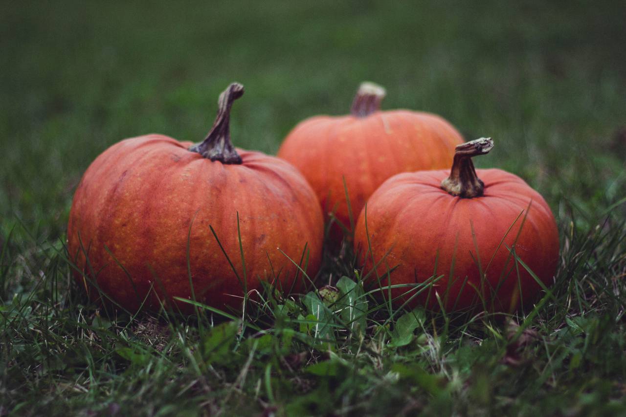 food, fruits, vegetables, squash, pile, grass, still, bokeh, orange
, 