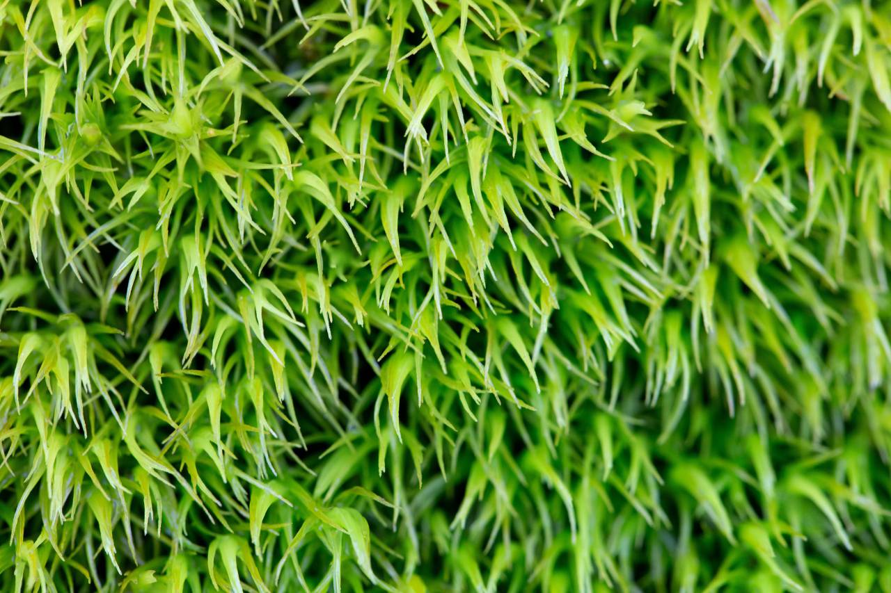 bosque, verde, macro, plantas, fondo, papel tapiz, textura, salvaje, vida vegetal, naturaleza, vívido, natural, primer plano, arriba, abajo, herboso, hoja,