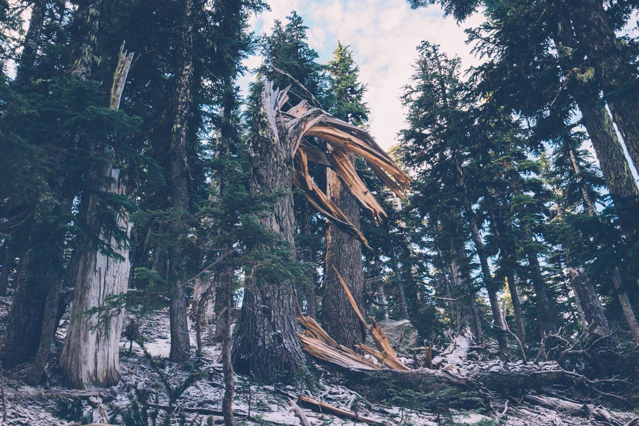 bosque, árboles, maderas, árbol roto, ramas, naturaleza,