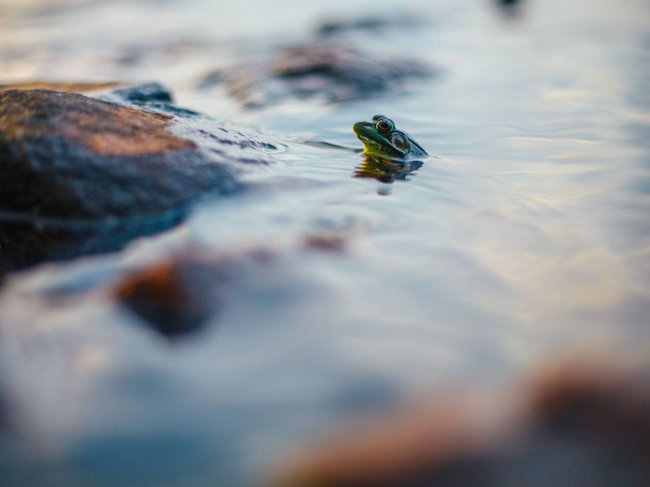 frog, reptile, water, animal, outdoor, nature, blur, rock
, 