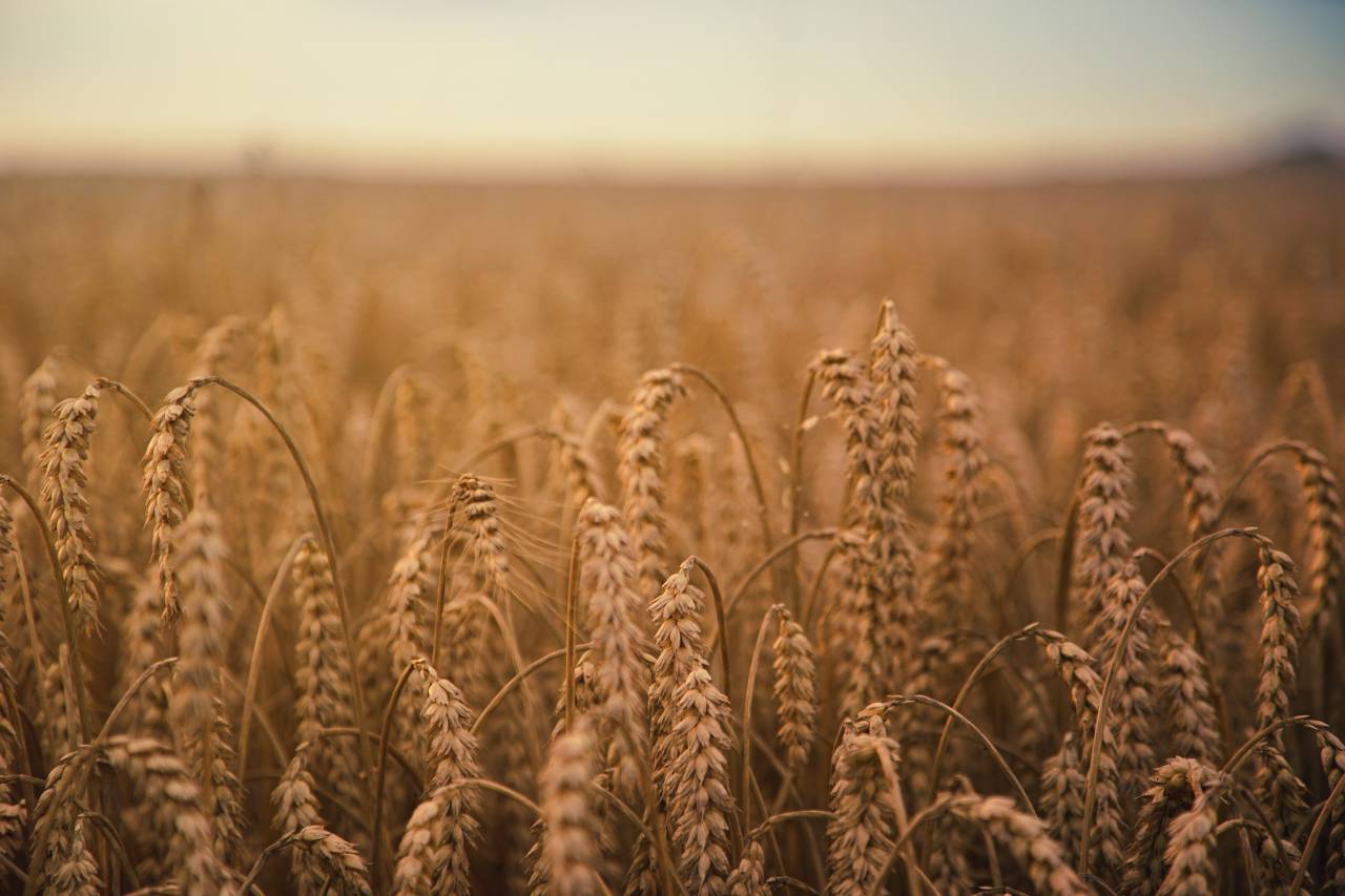 grass, farm, agriculture, field, landscape, crops, nature, plants
, 