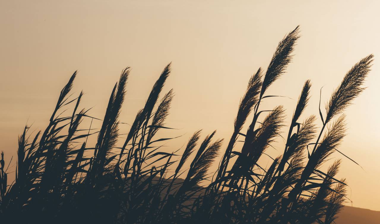 hierba, verde, naturaleza, paisaje, viento,
