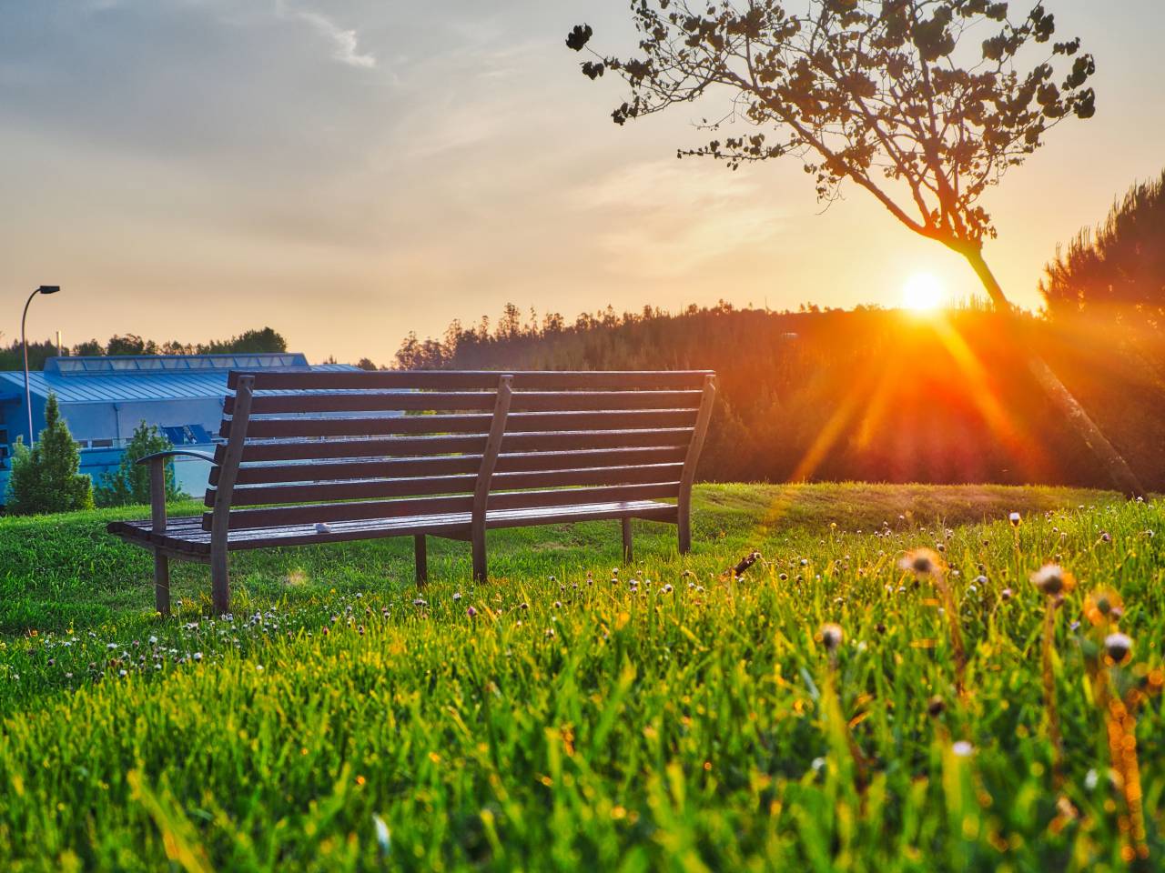 green, grass, lawn, outdoor, nature, view, bench, sunlight, sunrise, sunshine, trees, plant, house, sky, cloud, flower
, 