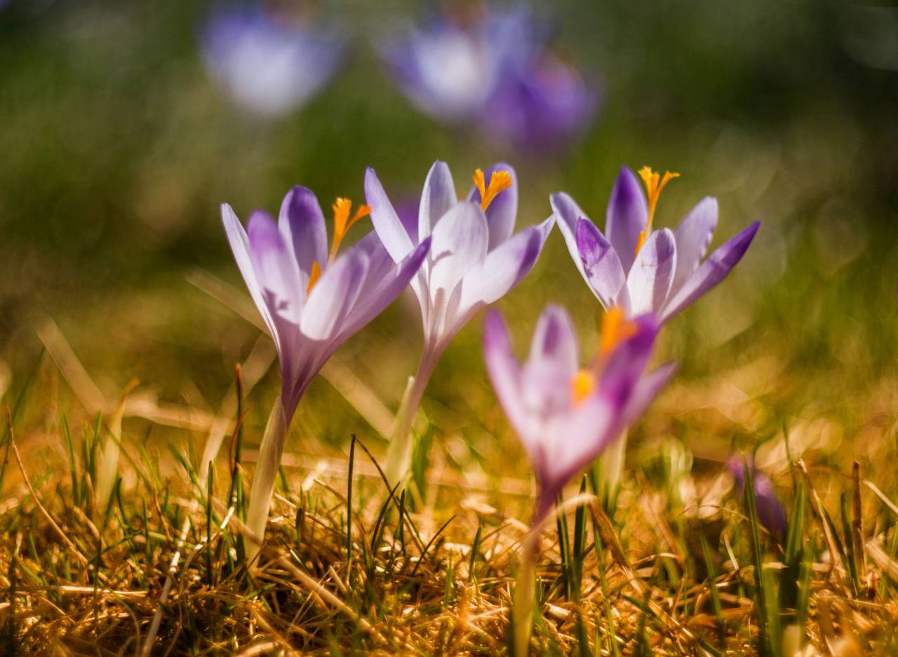 🥇 Image of green grass purple flower petal bloom nature - 【FREE PHOTO ...