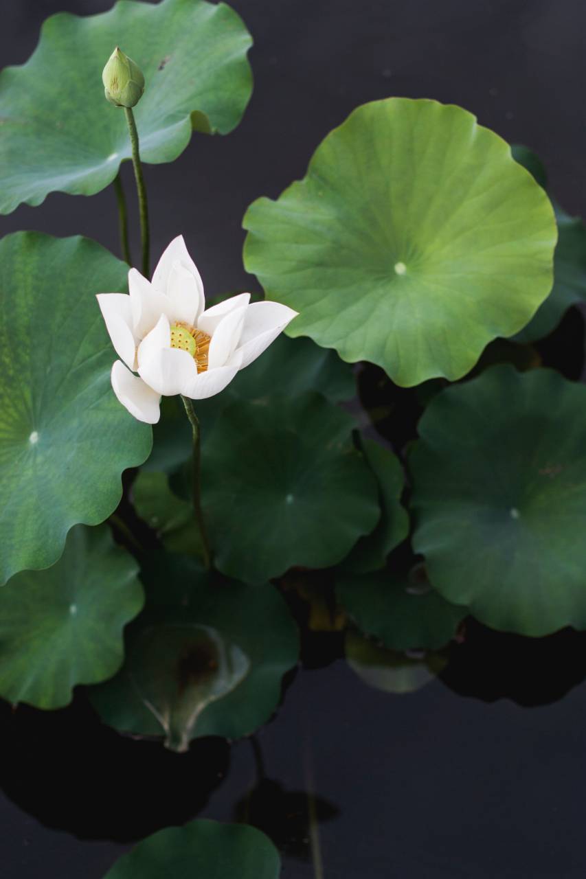 Verde, hoja, planta, flor, pétalo, naturaleza, oscuro, desenfoque, agua, reflexión,