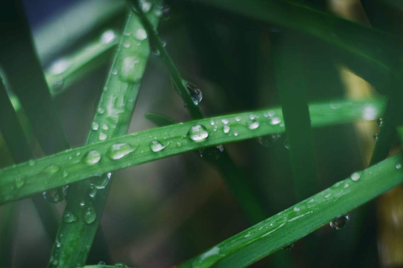 green, leaf, plant, outdoor, water, drop, raindrops, blur
, 