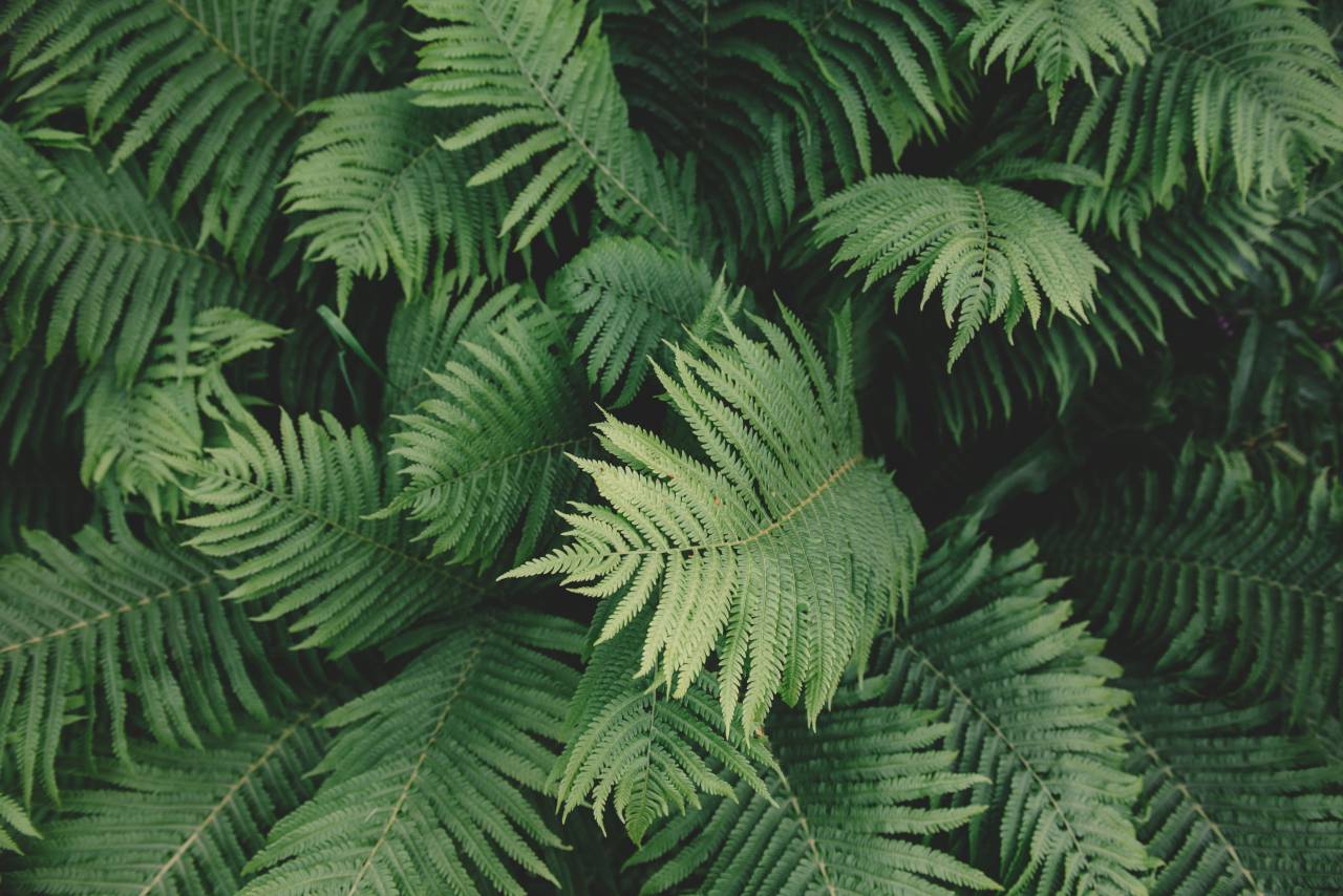 verde, hojas, plantas, naturaleza,