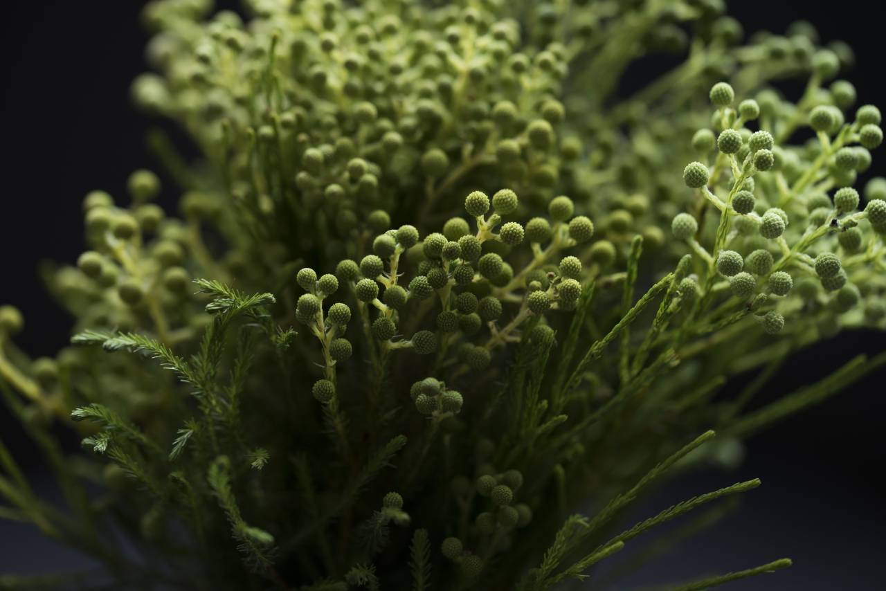 verde, plantas, brotes, naturaleza,
