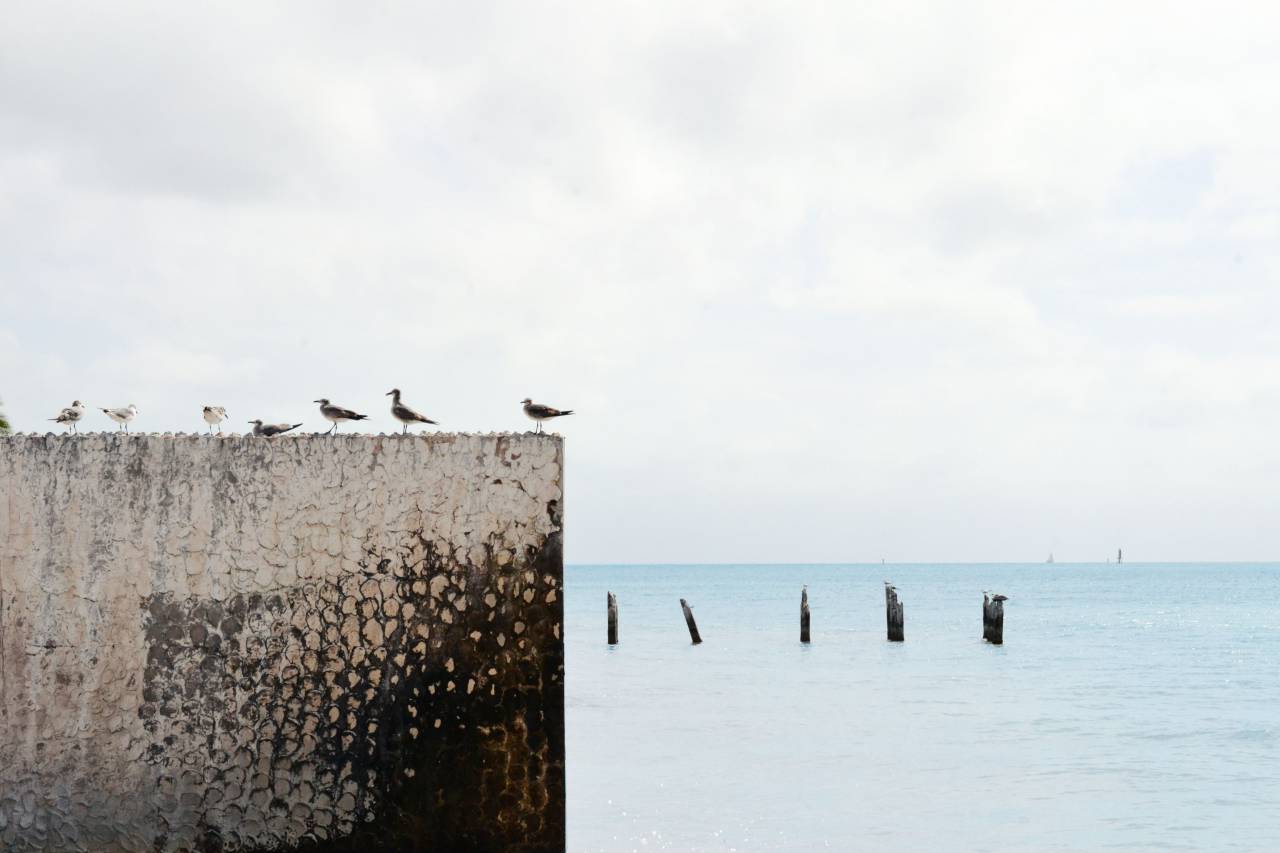 grey, sky, clouds, water, poles, birds, seagulls, wall, ocean
, 