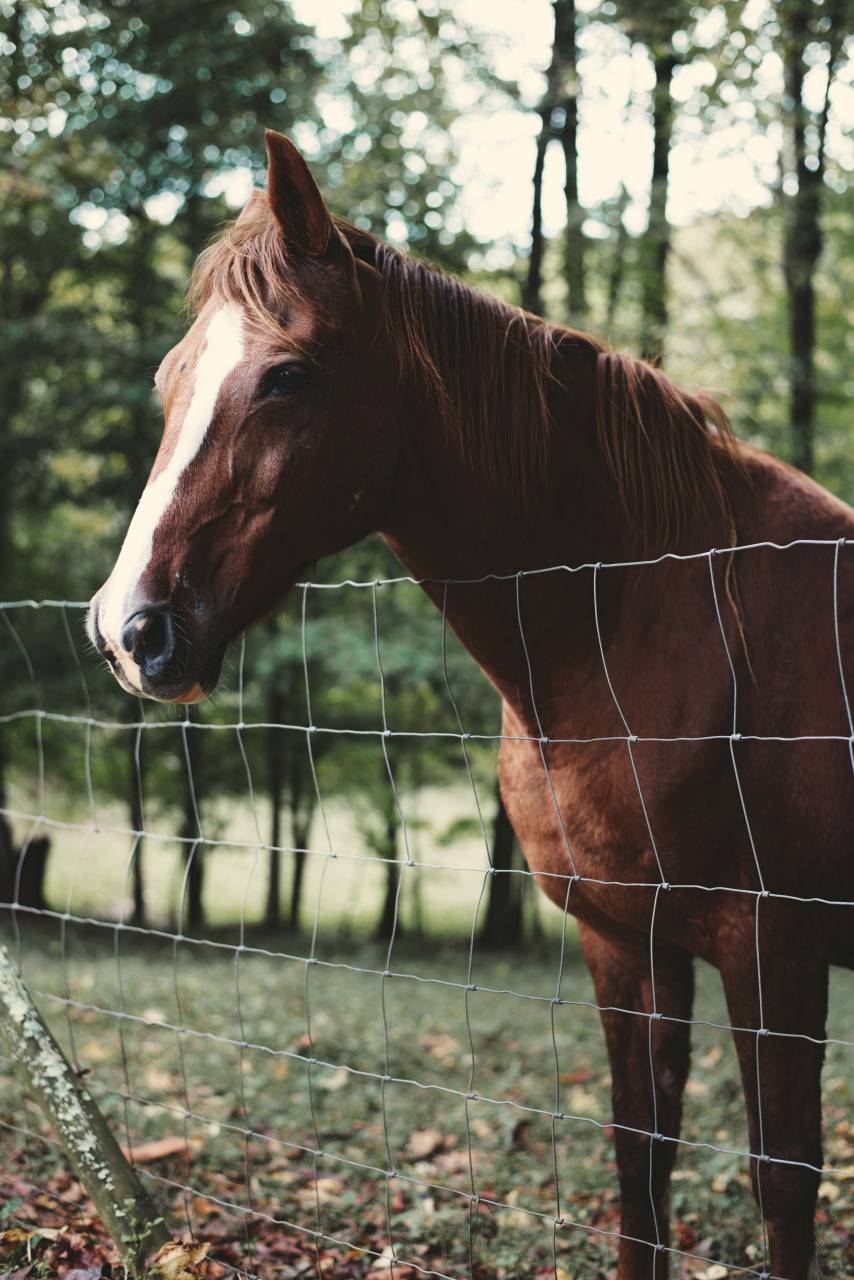 Caballo, animal, de cerca, marrón, árboles, césped, hojas, otoño, otoño, valla,