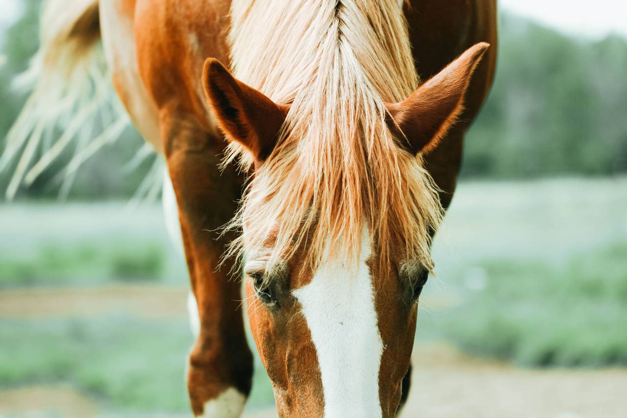 horse, hair, equine, pasture, field, eyes, ears, animal, equestrian, farm, head, outdoors, nature, close up
, 