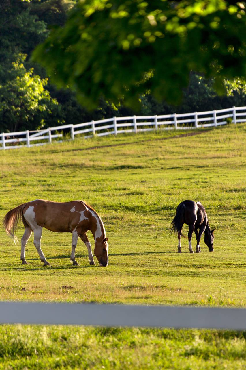 horses, pasture, fence, grazing, equine, horse, field, sunshine, animals, equestrian, brown, grass, ranch, farm, nature
, 