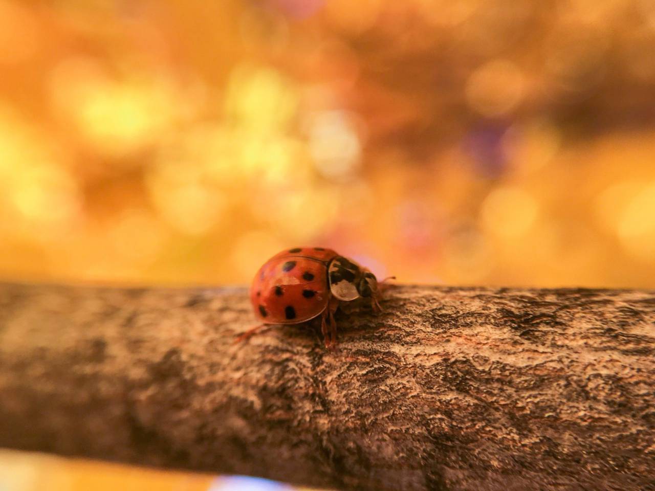 ladybug, ladybird, insect, nature
, 