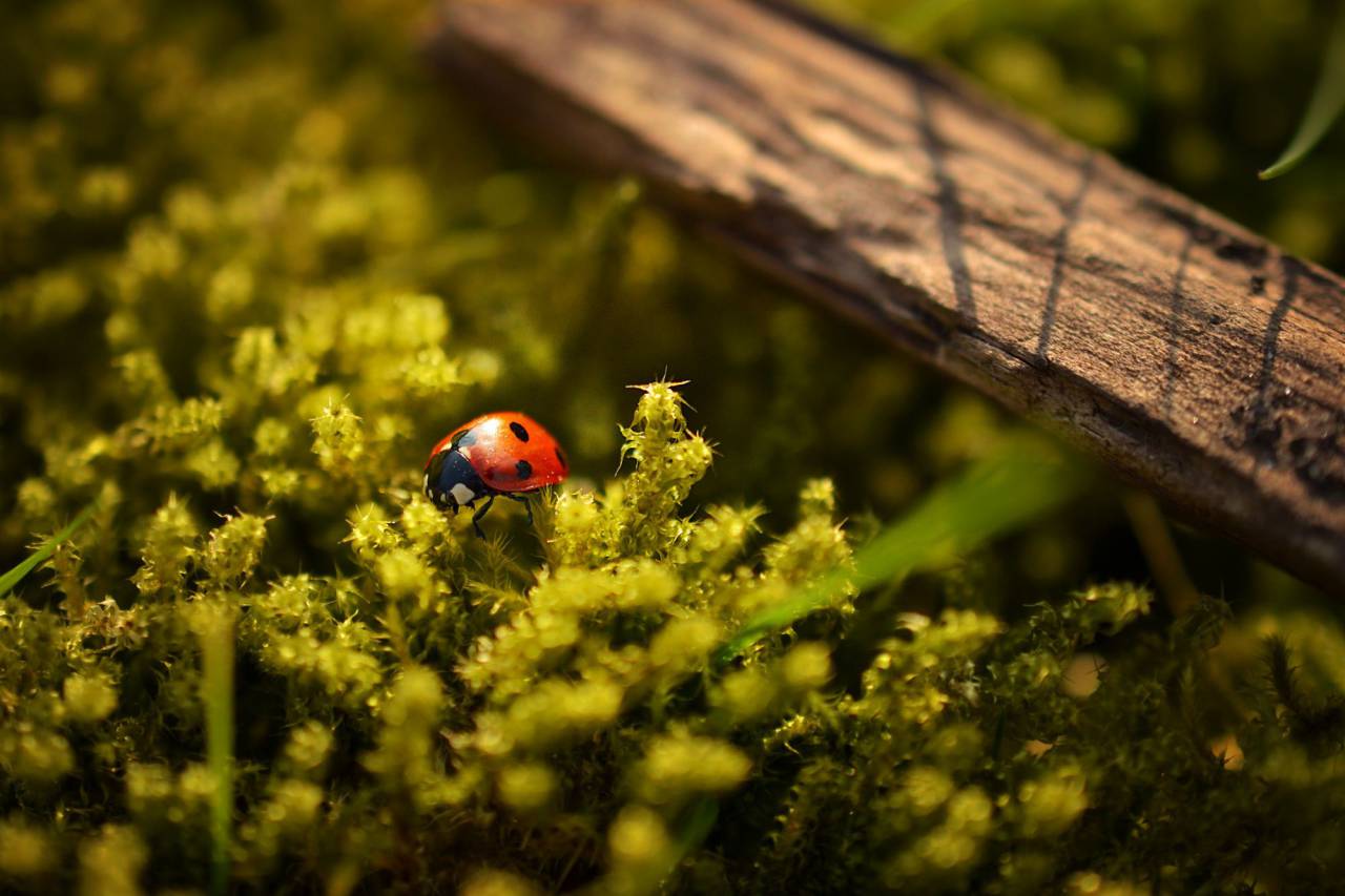 ladybug, ladybird, insect, plants
, 