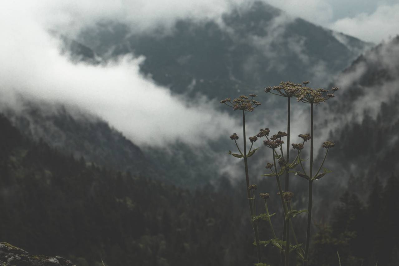 Paisaje, escénico, nubes, montaña, bosque, nublado, clima, naturaleza, planta, flor, flora, flor,