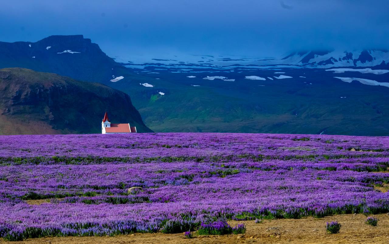lavanda, campo, granja, exterior, naturaleza, jardín, paisaje, exterior, vista, montañas, nieve, invierno, iglesia,
