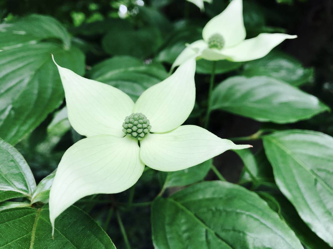 leaf, nature, flora, flower, no person, summer, garden, closeup, bright, growth, floral, color, blooming, petal, beautiful, outdoors, season, freshness, tropical, desktop
, 