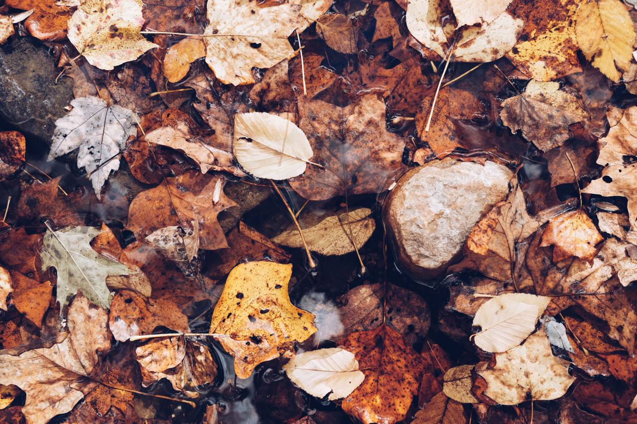 leaves, green, plant, garden, dried, fall, autumn
, 