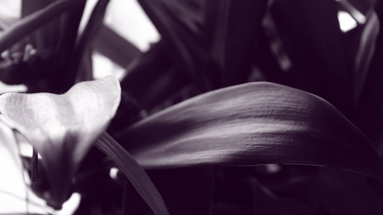hojas, naturaleza, planta, blanco y negro, luz,