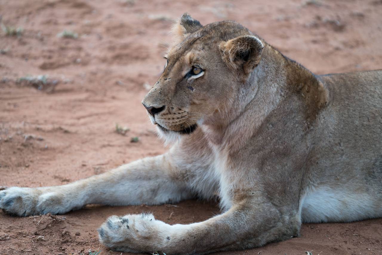 lion, animal, zoo, forest, wildlife, land
, 