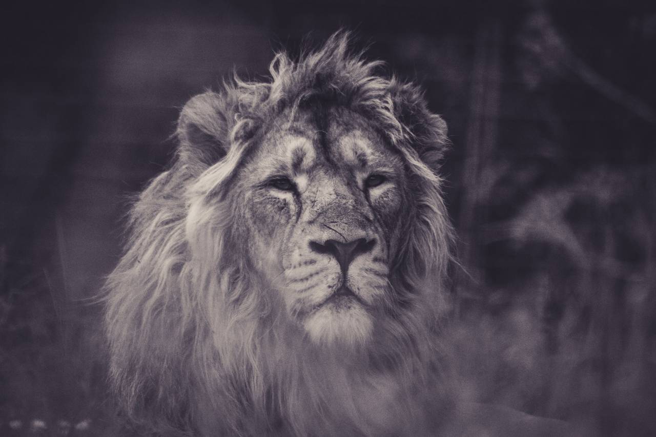 León, tigre, vida silvestre, bosque, bosques, marrón, gato, pieles,