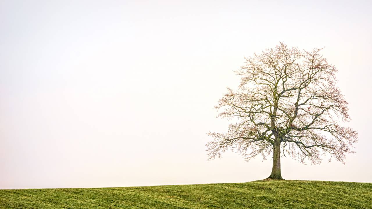 Solitario, árbol, campo, naturaleza, otoño, invierno, solo, verde, hierba, temporada, frío, niebla, nubes,