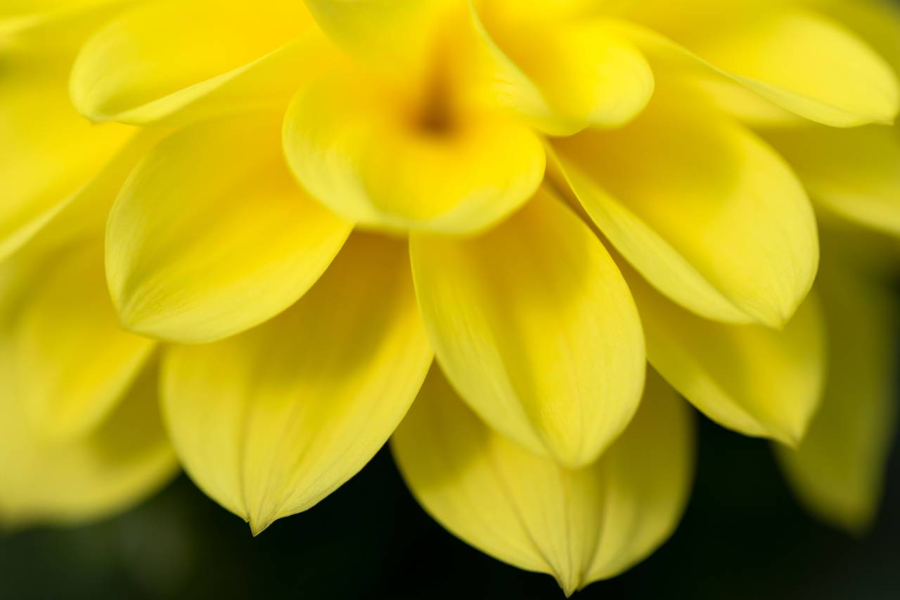 macro, yellow, flower, petals, nature, garden, bloom, blossom, botany, plants, spring, beautiful, wallpaper
, 