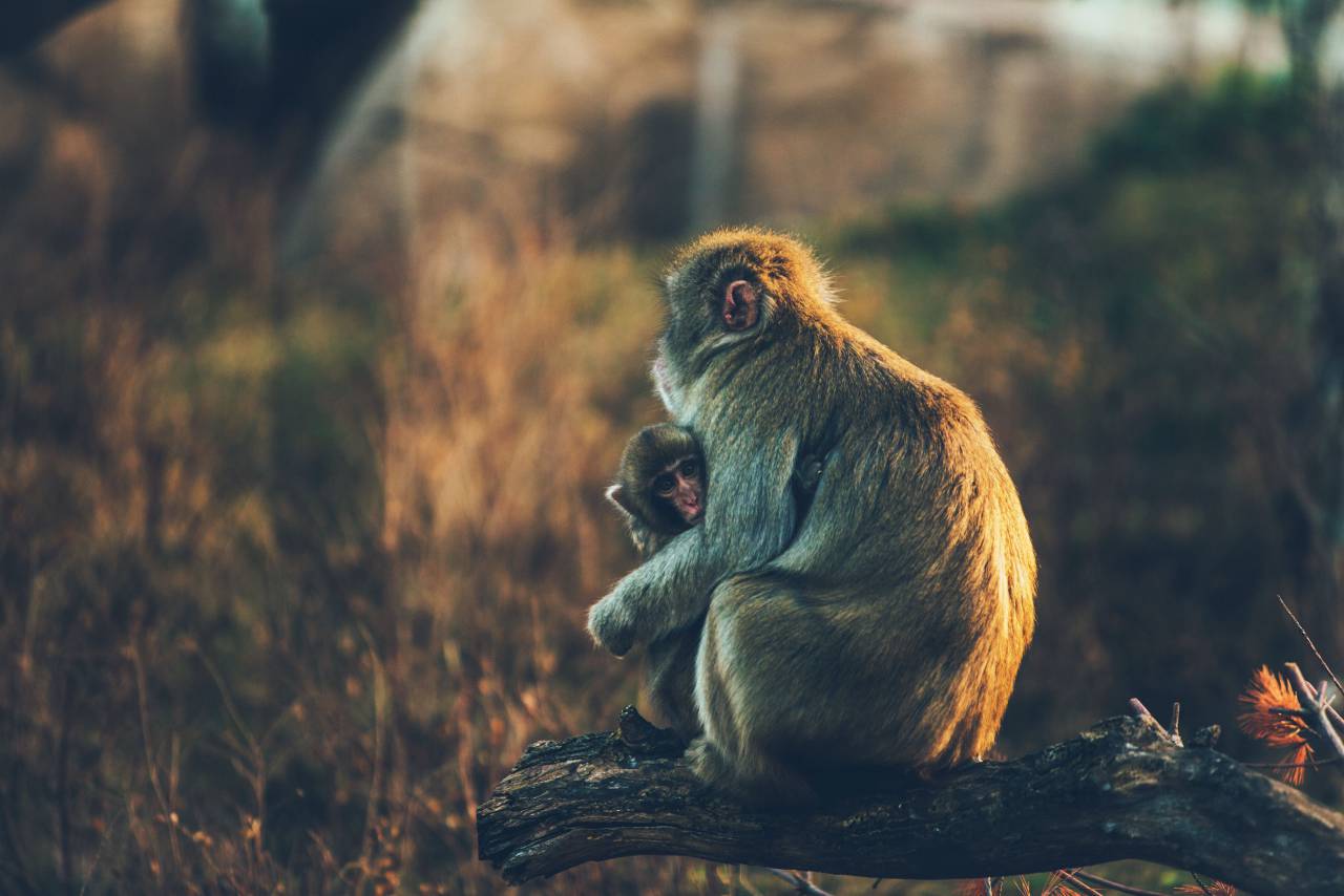 monkey, animal, wildlife, forest, wood, tree, branch, grass, dark, blur
, 