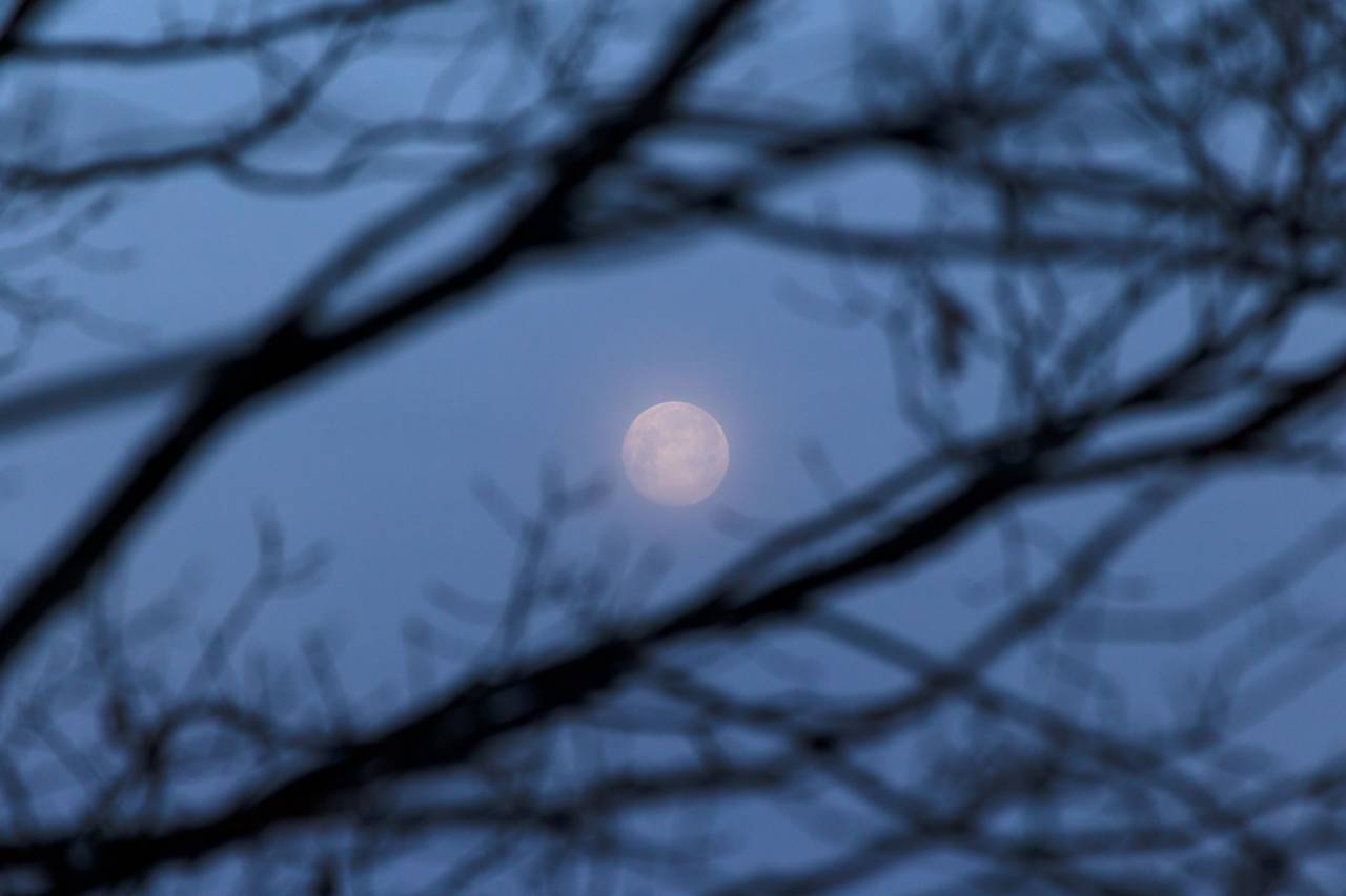 Luna, árbol, ramas, resplandor, cielo, naturaleza, al aire libre, luna llena, luz de la luna, bosque, silueta,