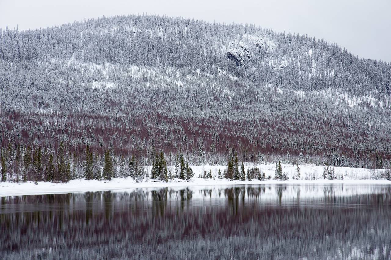Montaña, árboles, Highland, paisaje, naturaleza, árboles, nieve, invierno,