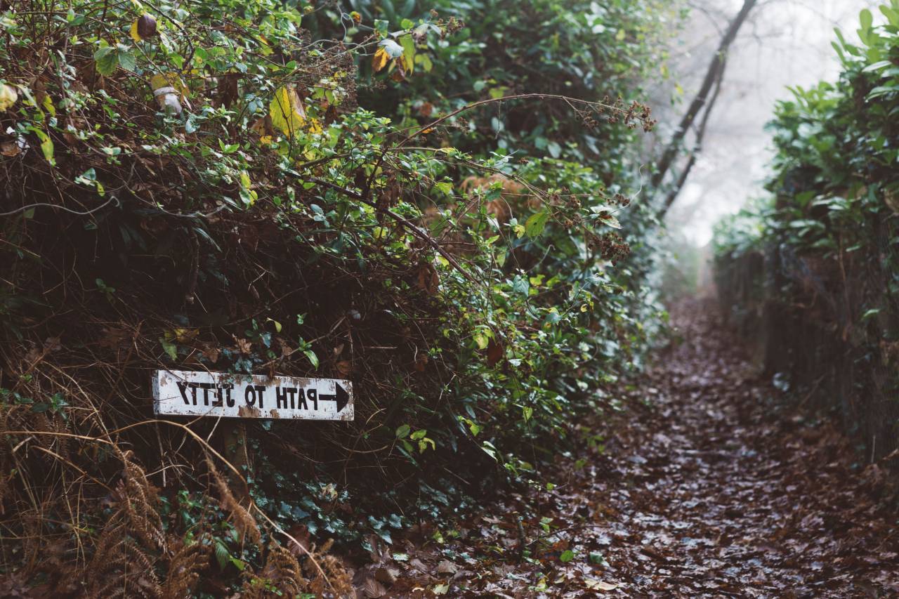 nature, landscape, travel, adventure, trek, mountain, trees, plants, leaves, green, autumn, fall, summer
, 