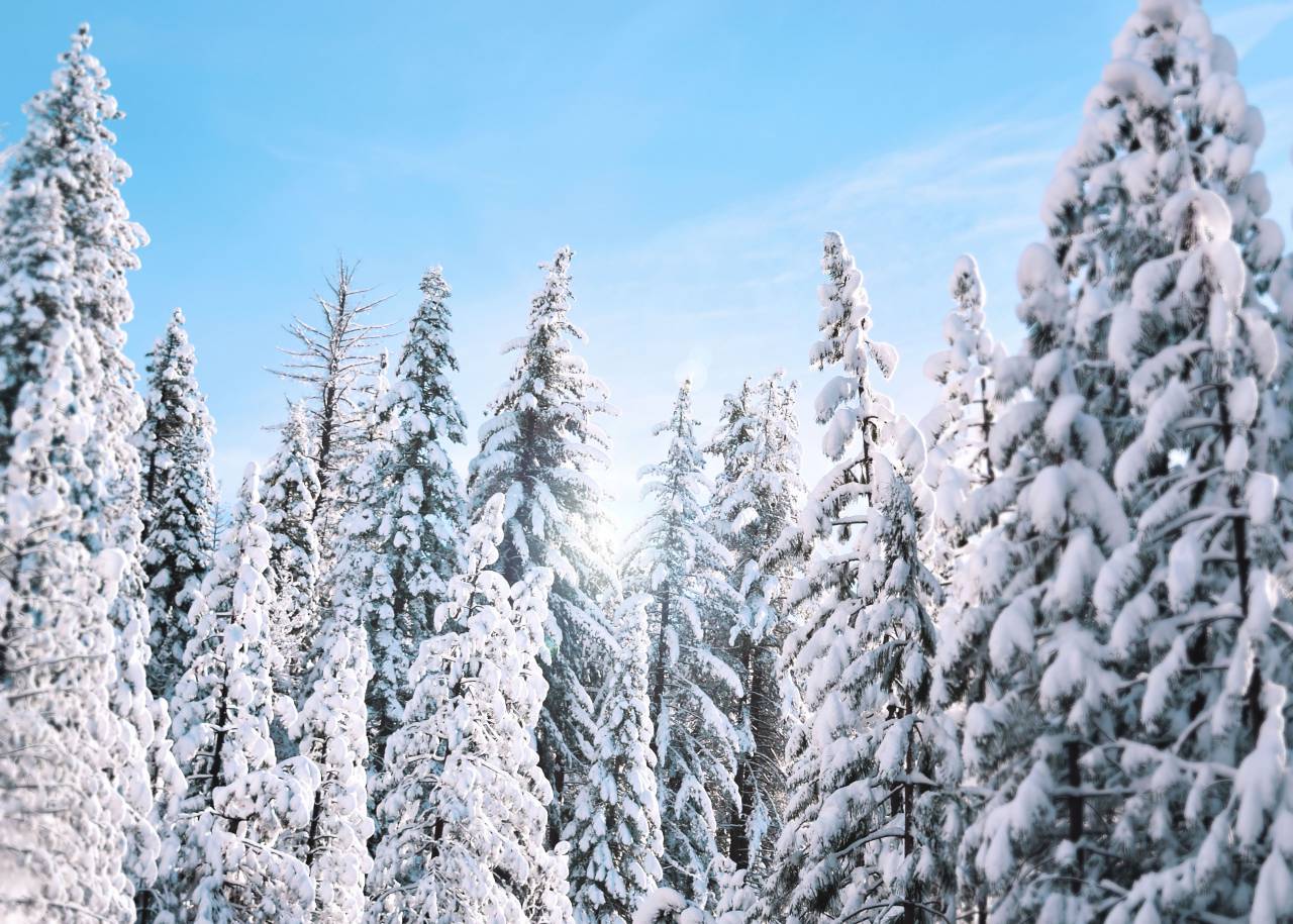 nature, landscape, woods, forest, snow, winter, cold, weather, mountain, travel, adventure, clouds, sky
, 
