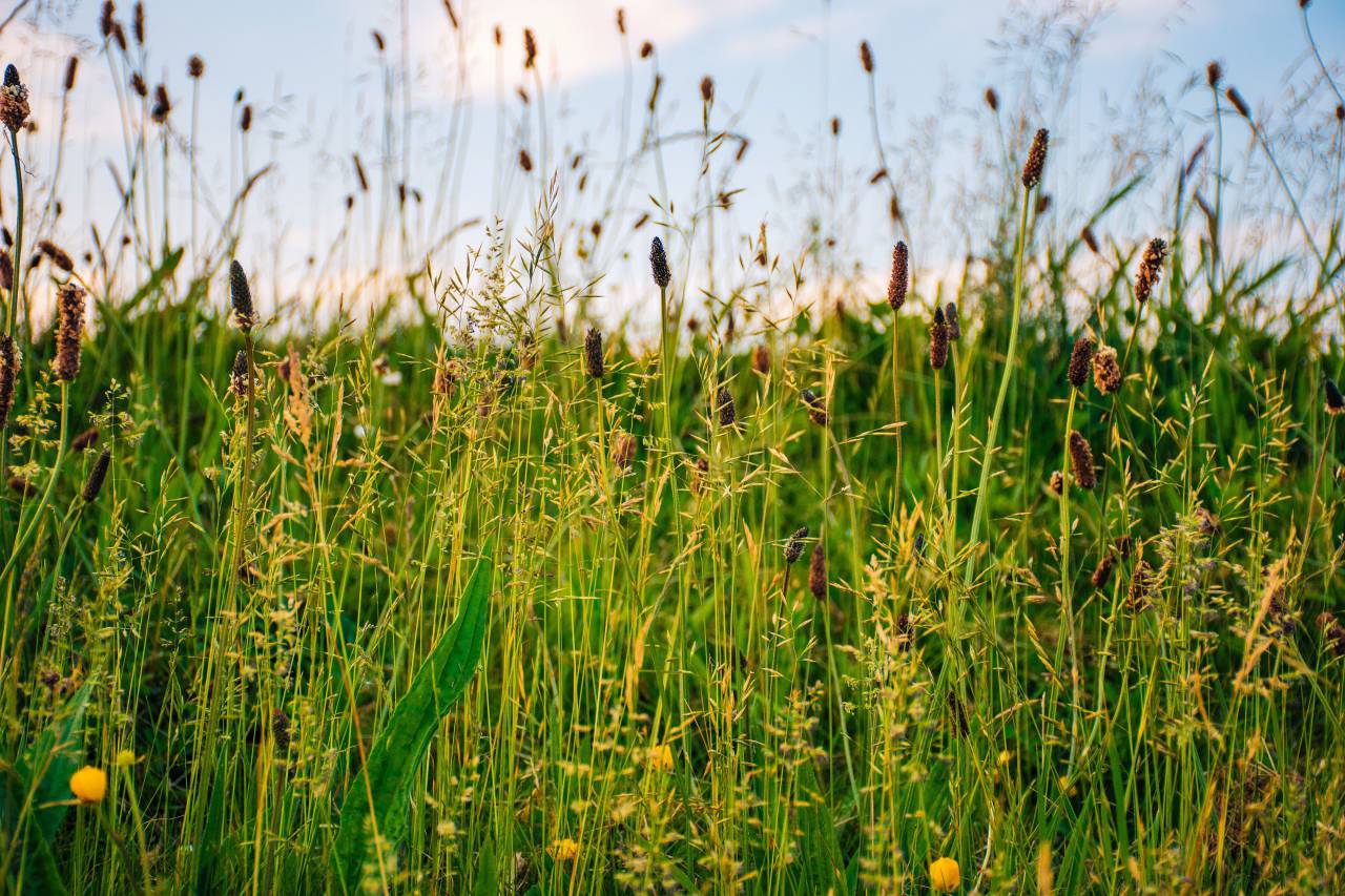 nature, plains, grass, wild, flowers, field, sky, clouds
, 