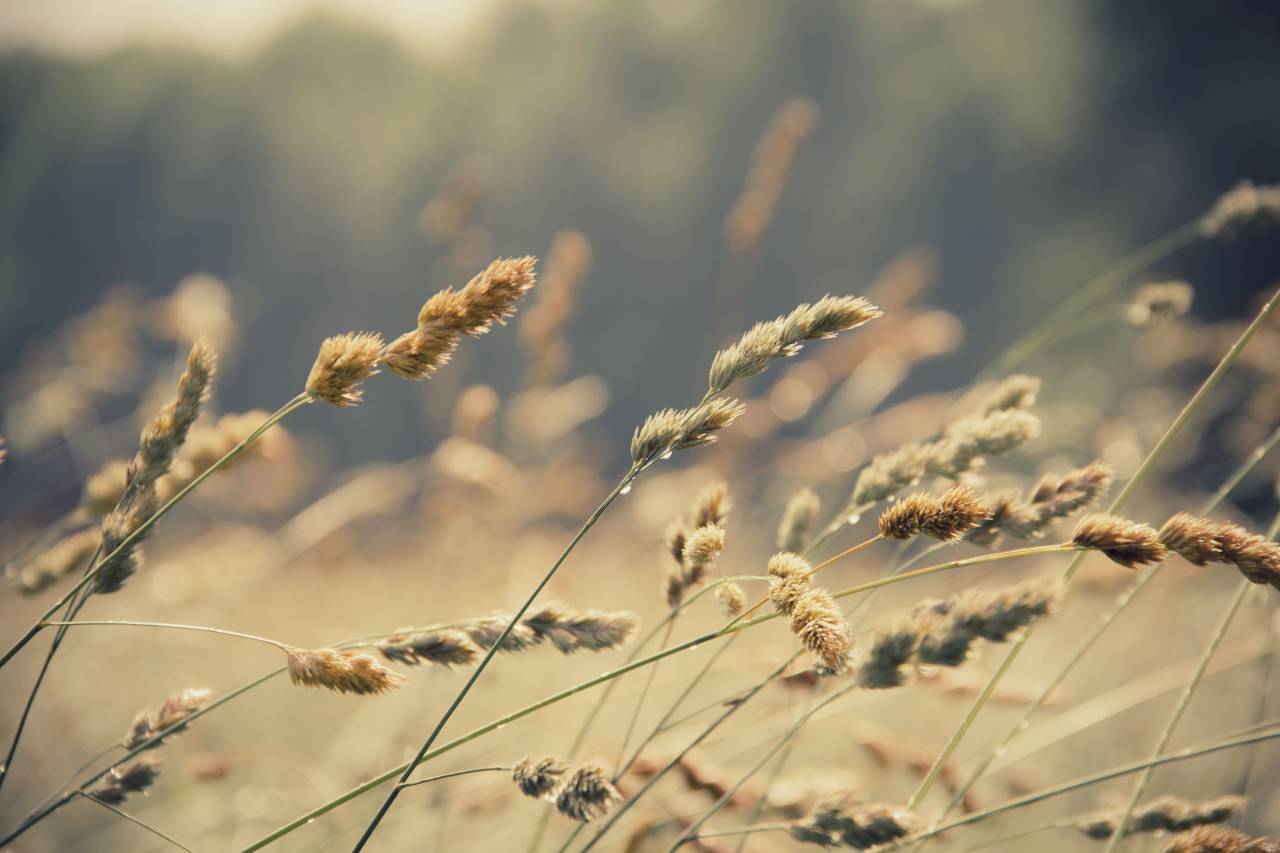 nature, plants, wild, grass, sway, wind, nostalgic, still, bokeh, sepia, brown
, 