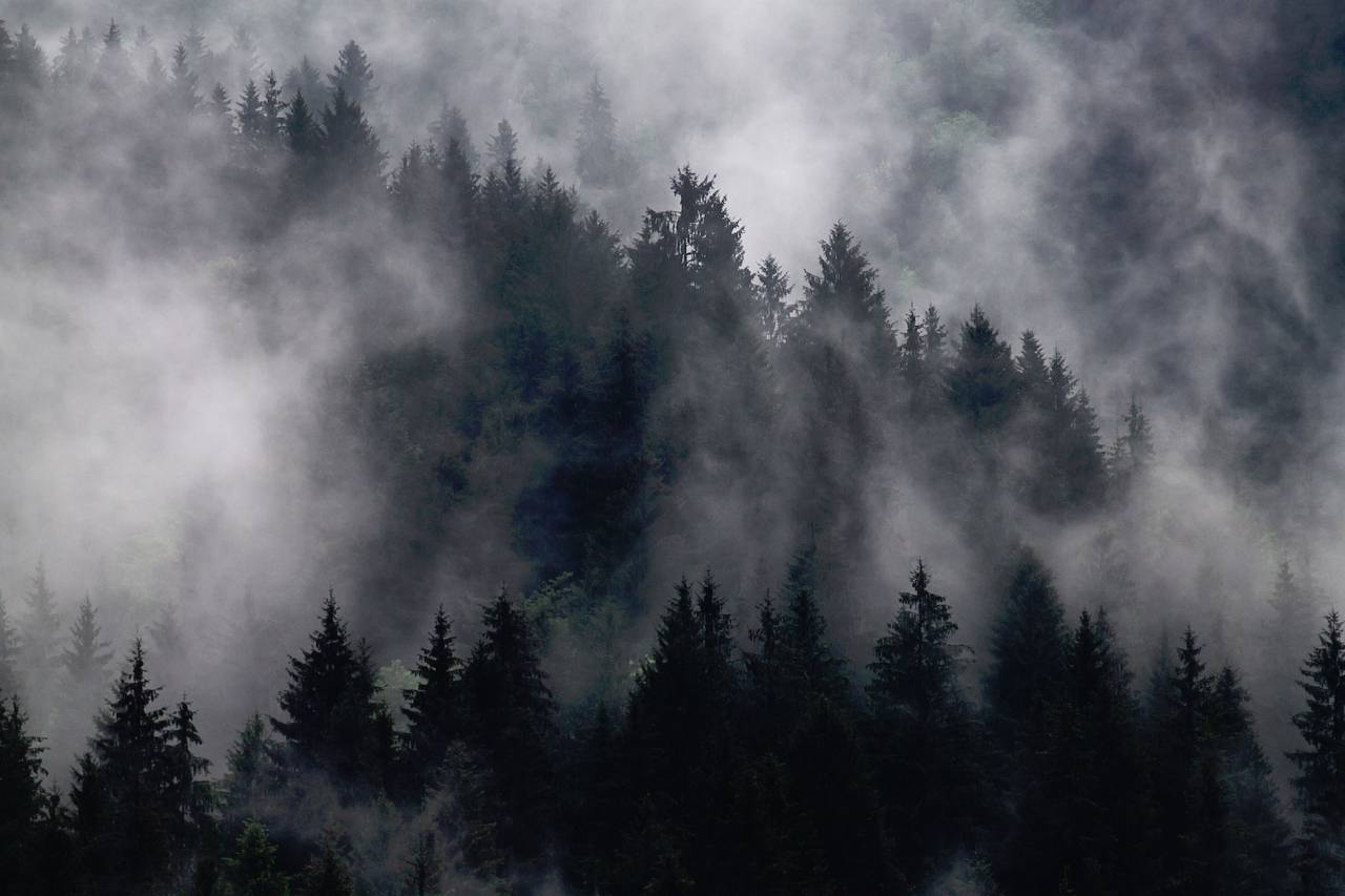 nature, trees, forest, woods, smoke, fog, haze
, 