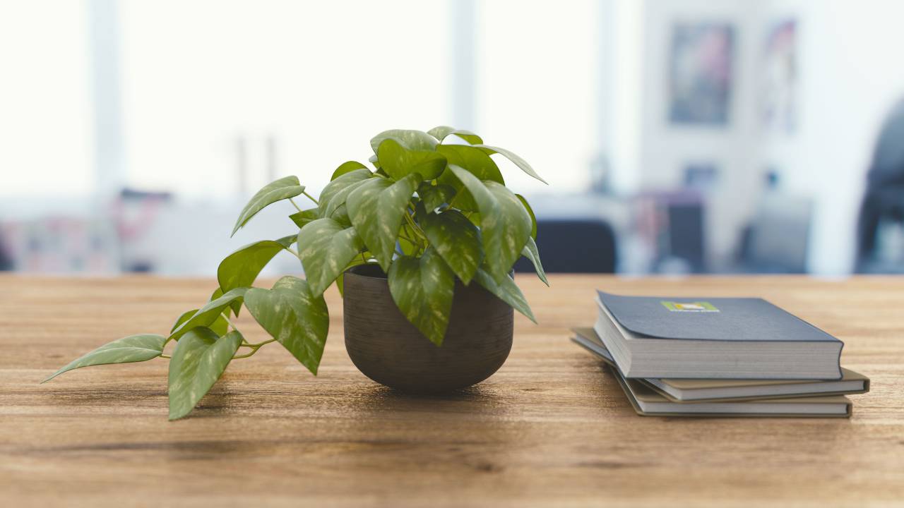 Oficina, trabajo, negocios, espacio de trabajo, mesa, escritorio, revistas, cuadernos, planta, maceta, hojas, bokeh, todavía,