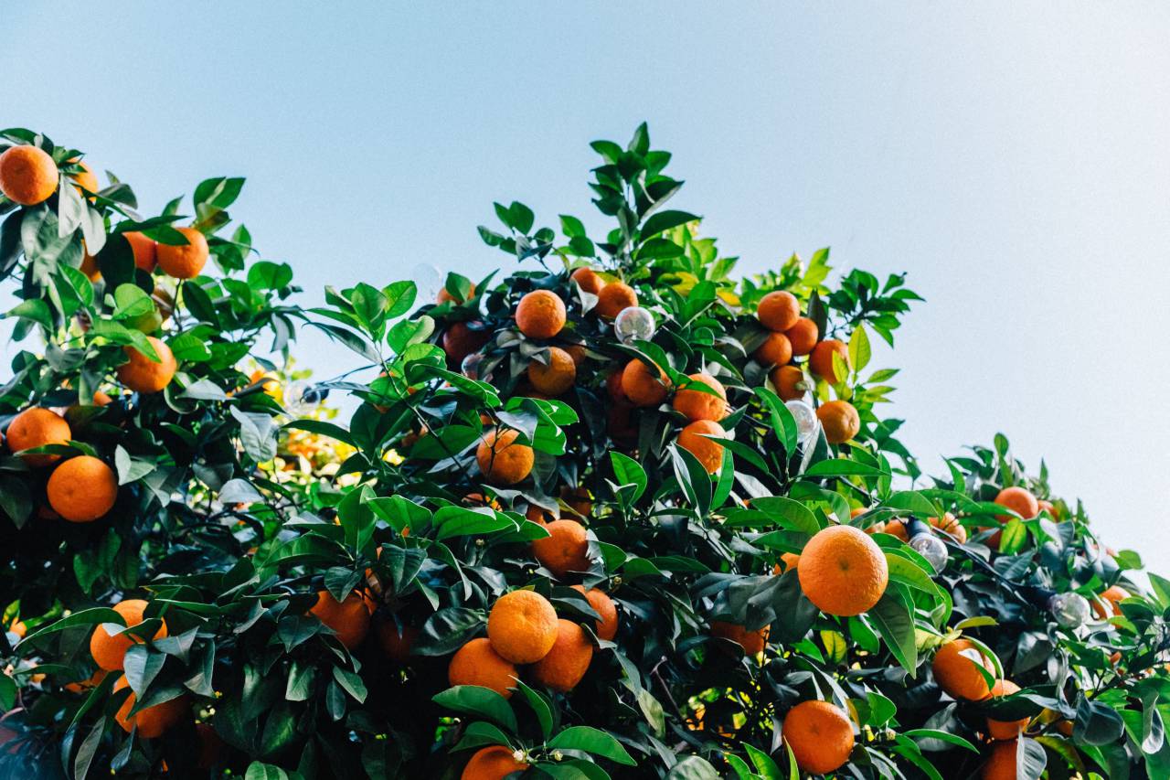 orange, fruit, nourish, juicy, food, plant, vitamin, healthy, green, leaves, blue, sky
, 