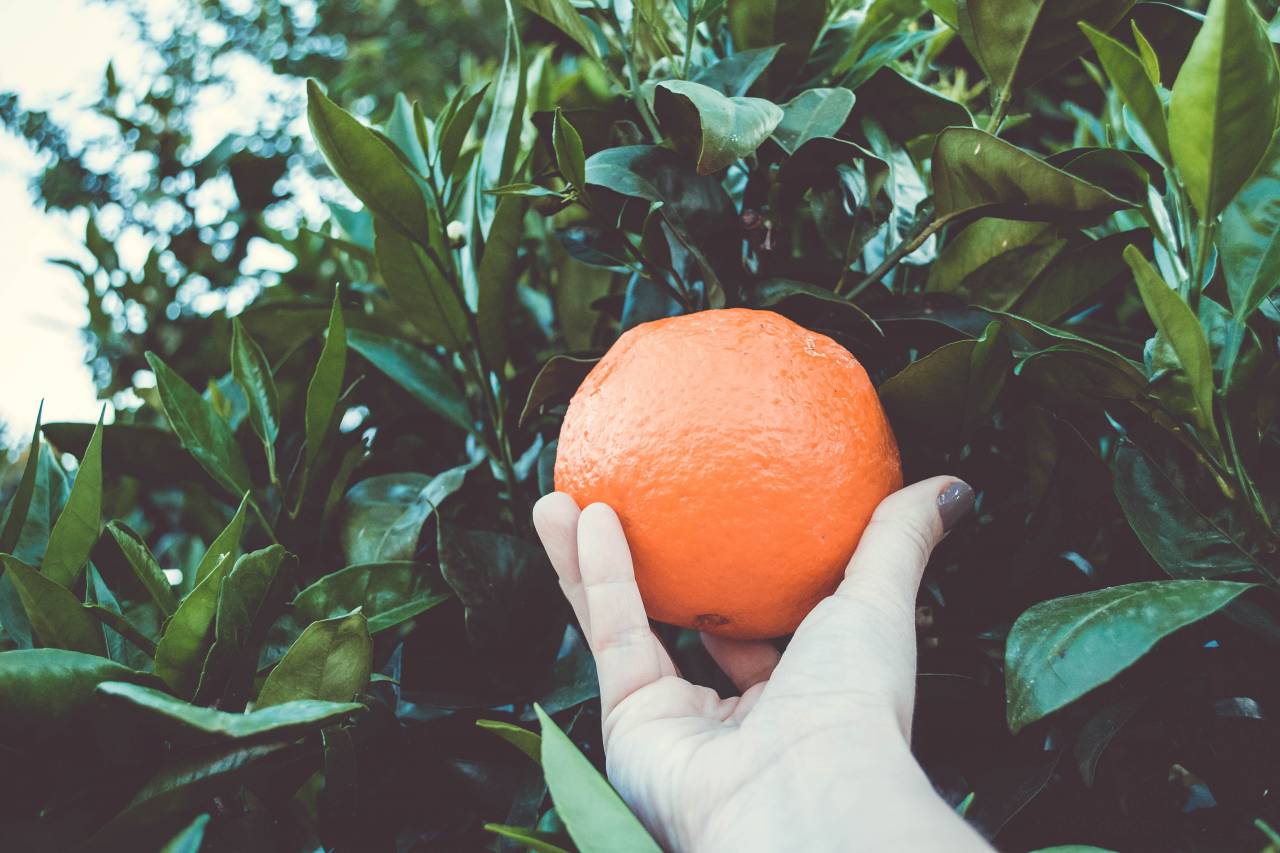 orange, tree, fruit, food, pick, hand, woman, green, leaves
, 