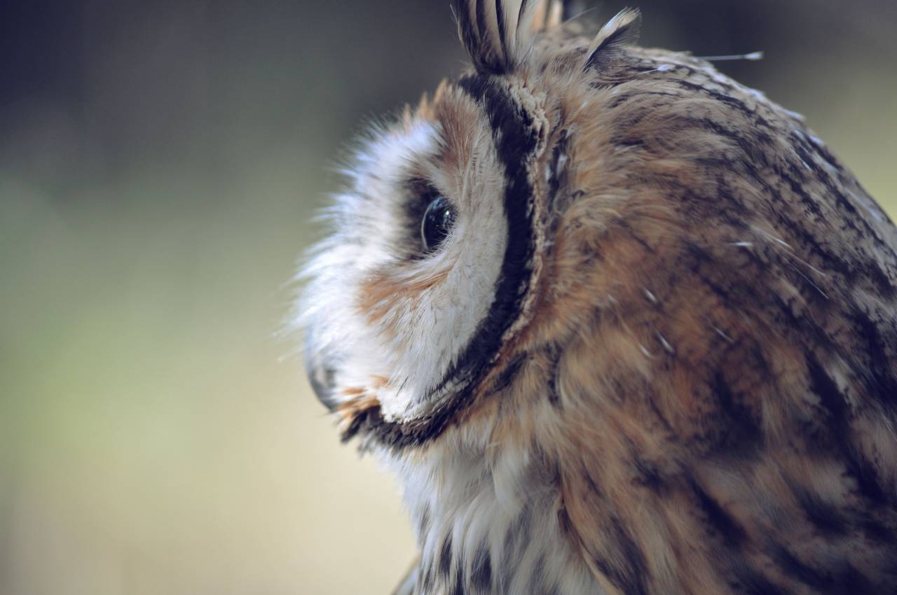búho, plumas, de cerca, animales, vida silvestre, naturaleza, pájaro, ojos,